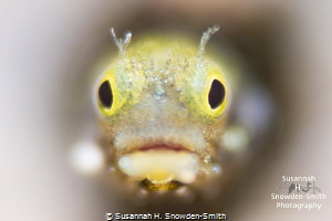 "That Face Though!"
Secretary blenny with shallow depth ... by Susannah H. Snowden-Smith 
